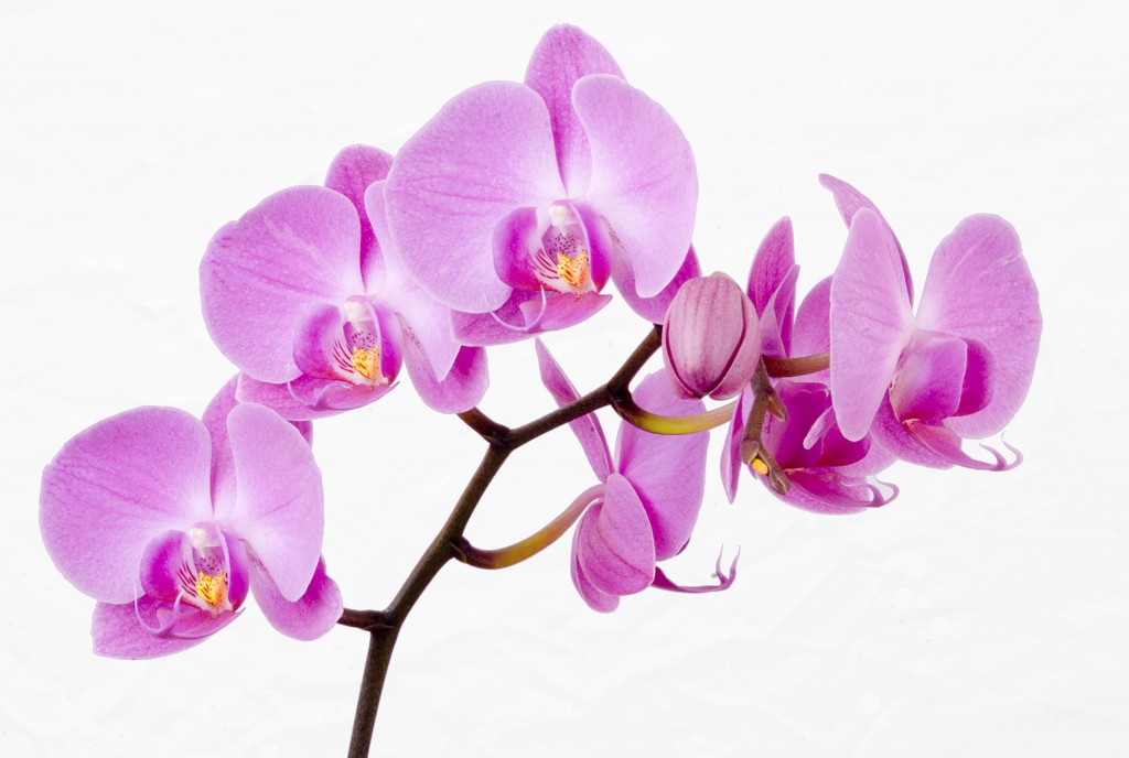 Orchid-Flowers1